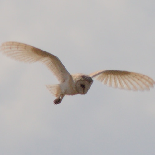 Thumbnail of Barn Owl