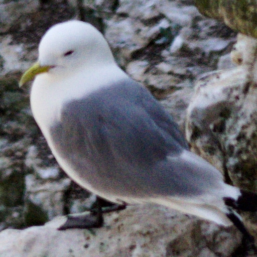 Thumbnail of Kittiwake