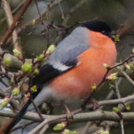 Thumbnail of Bullfinch
