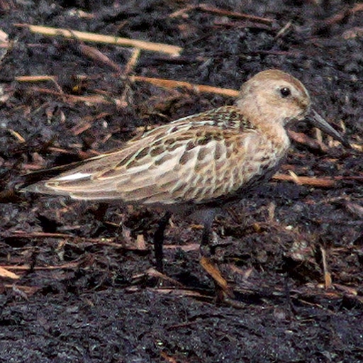 Thumbnail of Dunlin