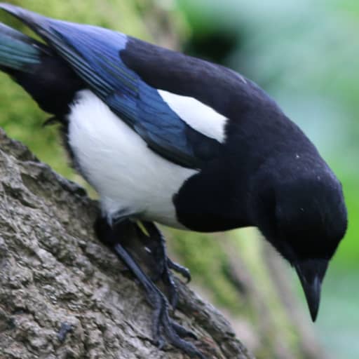 Thumbnail of Magpie