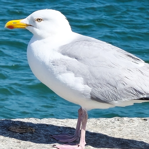 Thumbnail of Herring Gull