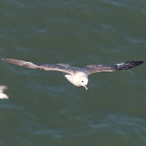 Thumbnail of Fulmar