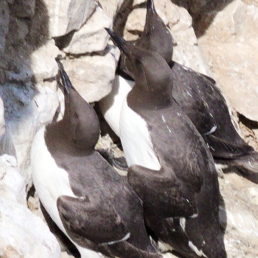Thumbnail of Guillemot