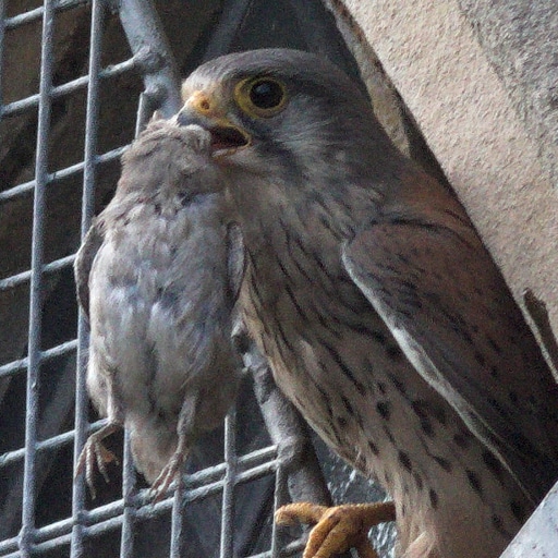 Thumbnail of Kestrel