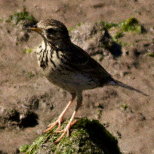 Thumbnail of Meadow Pipit