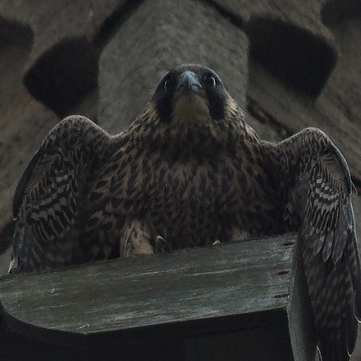 Thumbnail of Peregrine Falcon