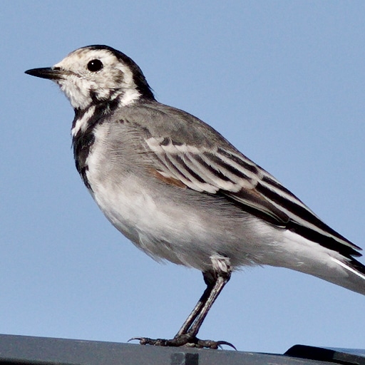 Thumbnail of Pied Wagtail