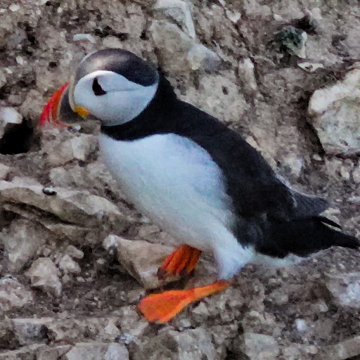 Thumbnail of Puffin