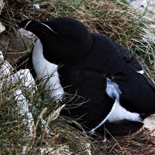 Thumbnail of Razorbill