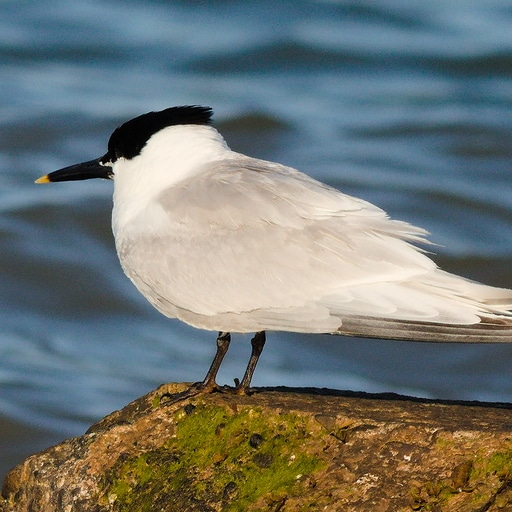 Thumbnail of Sandwich Tern