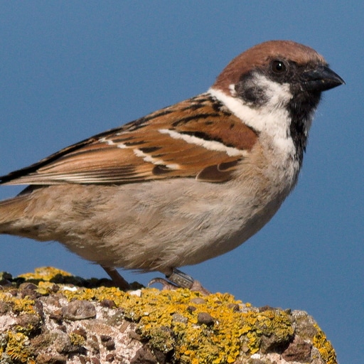 Thumbnail of Tree Sparrow