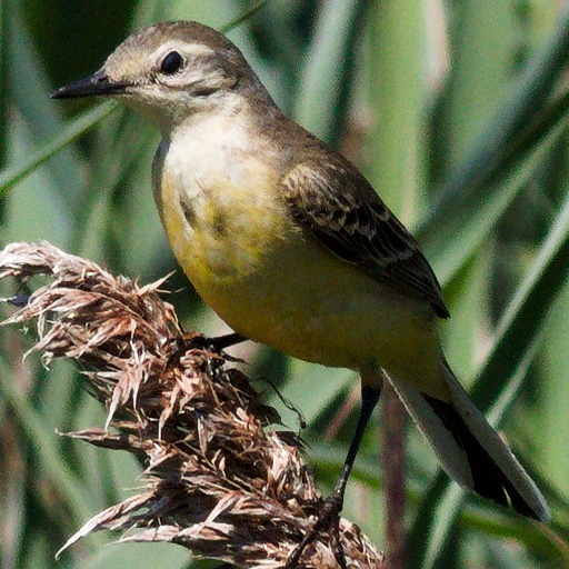 Thumbnail of Yellow Wagtail
